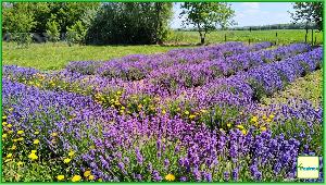Lanul de lavanda