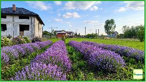 Lanul de lavanda